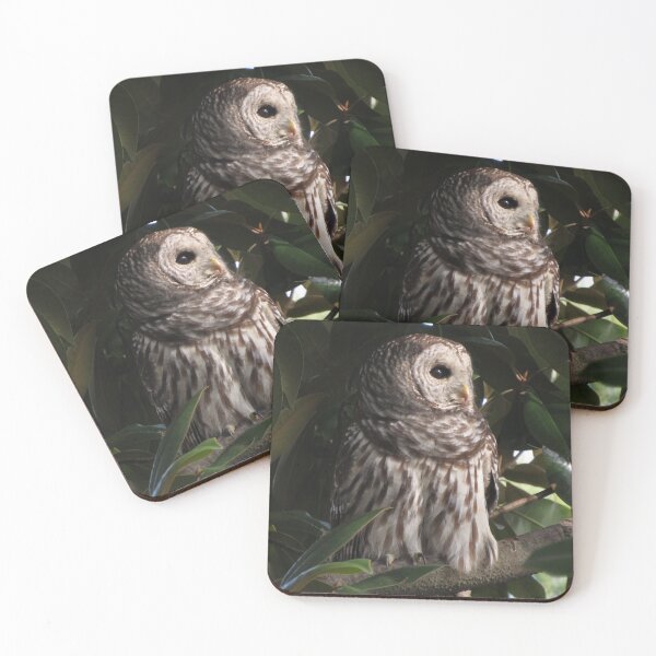 Item preview, Barred owl (Strix varia), Washington, DC designed and sold by UpTowardTheSky.
