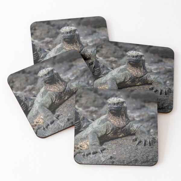 Item preview, Marine Iguana, Isla Fernandina, Galapagos Islands designed and sold by iansmissenphoto.