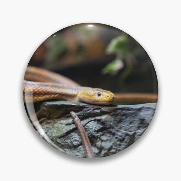 Artikelvorschau, Braune Schlange auf einem Felsen süßes Reptil entworfen und verkauft von WichitaClothing.