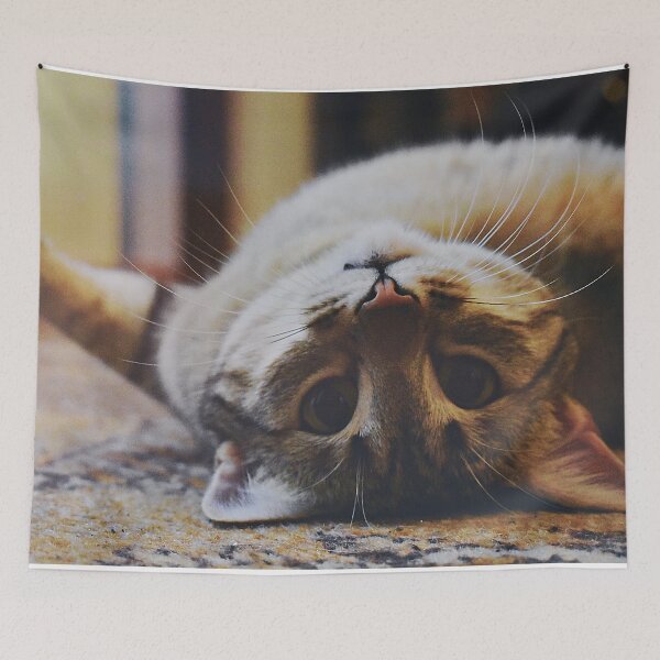 Item preview, Funny Cat Laying On Back Tan Cute Kitten designed and sold by WichitaClothing.