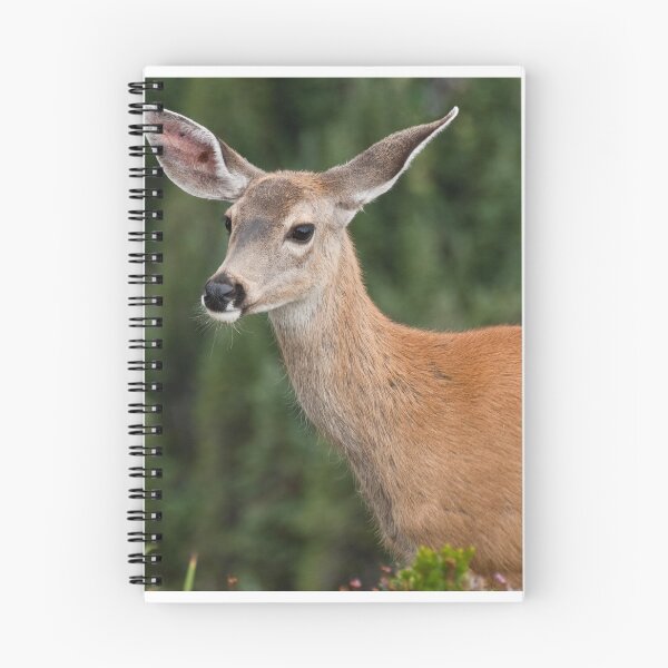 Item preview, Blacktail Doe Looking at the Camera designed and sold by Jeff Goulden Photography.
