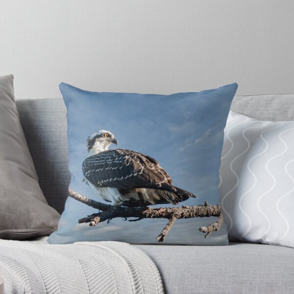Item preview, Juvenile Osprey Perched in a Tree designed and sold by Jeff Goulden Photography.