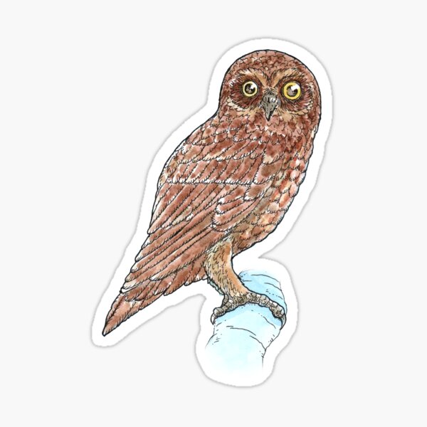 Southern Boobook Owl Sticker