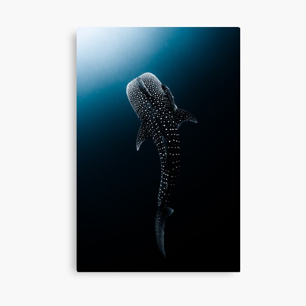 Item preview, Whale Shark Portrait - High Contrast designed and sold by Ollieunderwater.