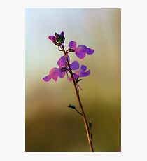 Blue Toadflax Photographic Print