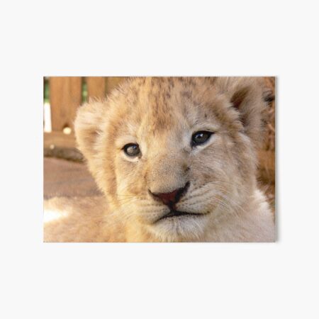 Lion Cub Art Board Prints Redbubble