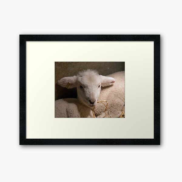 Item preview, New-born Lamb under Heat Lamp designed and sold by Sue Robinson.