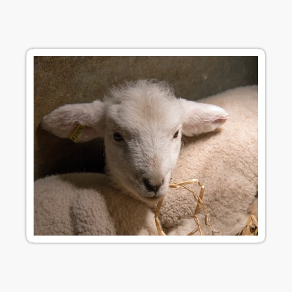Item preview, New-born Lamb under Heat Lamp designed and sold by Sue Robinson.