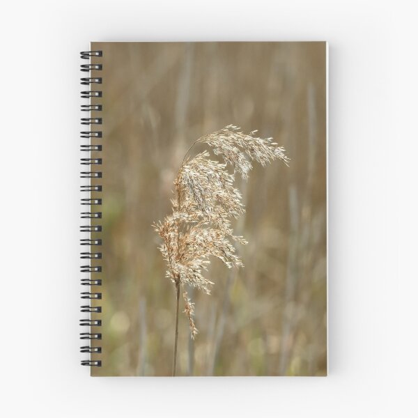 Item preview, Reed Seedhead designed and sold by Sue Robinson.