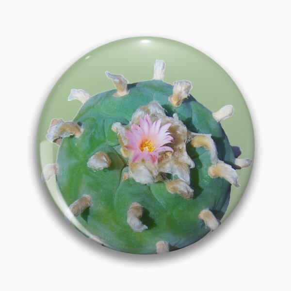 Item preview, Lophophora "Peyote" Williamsii nr 2 designed and sold by Fruitsome.