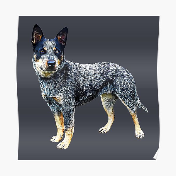 Blue Heeler Australian Cattle Dog  Poster