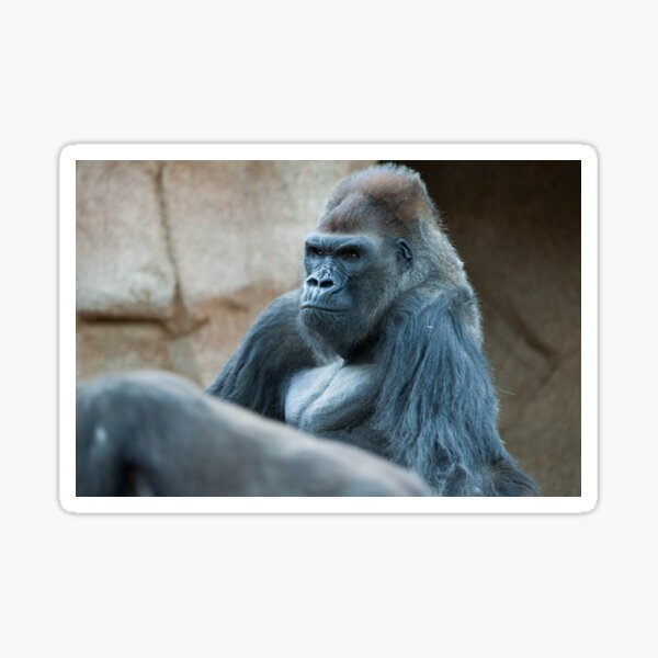 Item preview, SilverBack Gorilla designed and sold by ChrisFrankPhoto.