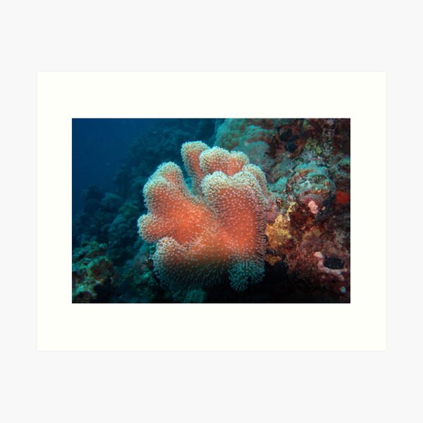 Item preview, soft coral designed and sold by likbatonboot.