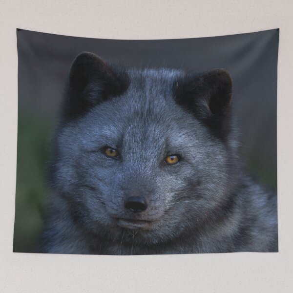 Item preview, Arctic Fox Looking You designed and sold by rawshutterbug.