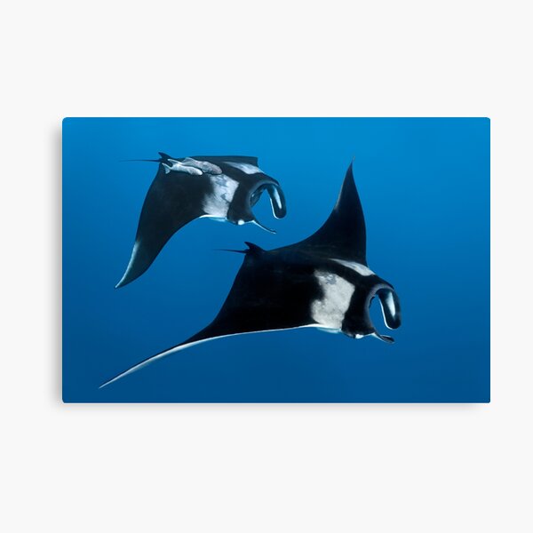 Item preview, Blue Jay Way designed and sold by Kameranobs.
