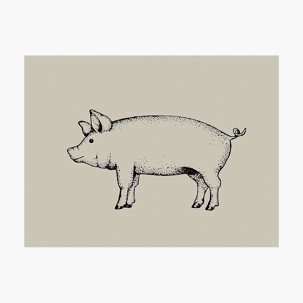 Pig Outline Art: Standing Pig: Hog Drawing