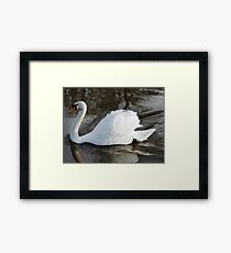 River Swan Framed Print