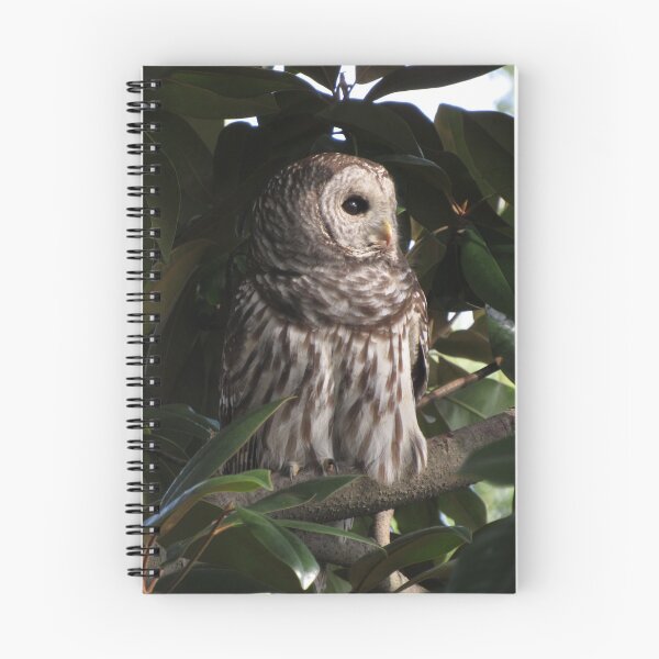 Item preview, Barred owl (Strix varia), Washington, DC designed and sold by UpTowardTheSky.