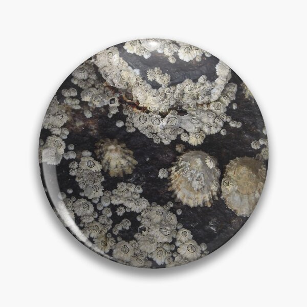 Item preview, She sells sea shells designed and sold by Joanne Babb.