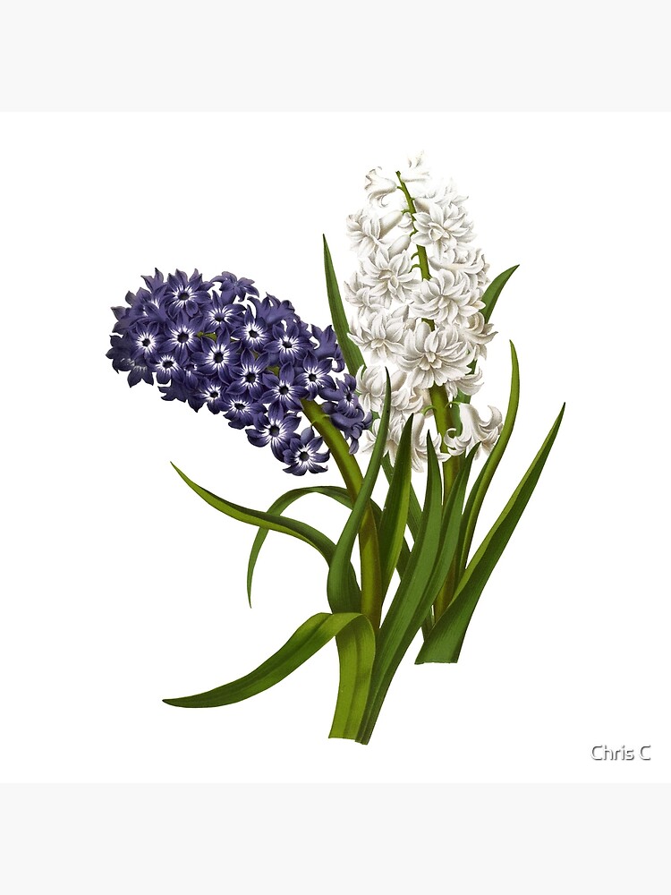 Lámina rígida «Regalos de acuarela de flor de jacinto blanco púrpura» de MiscelChr | Redbubble Lámina rígida «Regalos de acuarela de flor de jacinto blanco púrpura» de MiscelChr | Redbubble