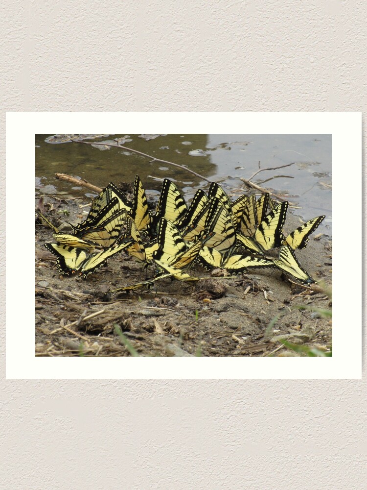 "butterfly party tiger swallowtails" Art Print for Sale by
