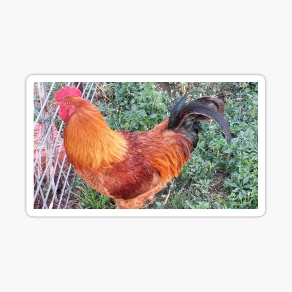 Doodle the rooster in profile Sticker