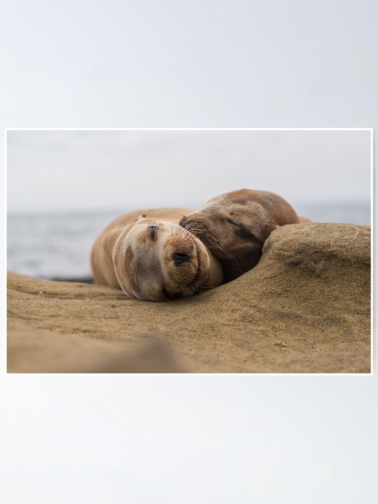 Póster «Pareja de leones marinos abrazados en La Jolla» de DHillsPhoto |  Redbubble