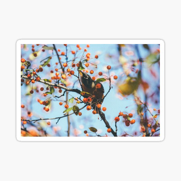 Bird & Berries Sticker