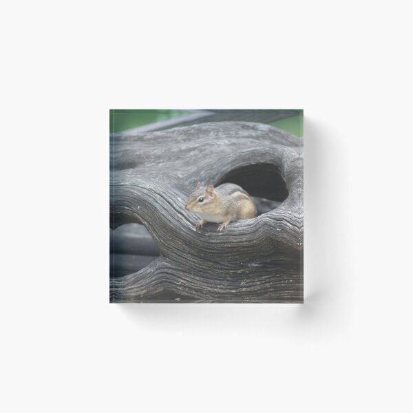 Artikelvorschau, Streifenhörnchen in Treibholz entworfen und verkauft von MaryAnnEnsz.