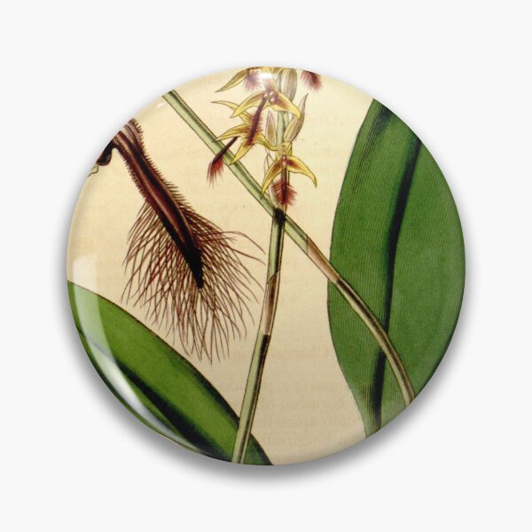Item preview, Bulbophyllum saltatorium var. calamarium (as Bulbophyllum calamarium, spelled Bolbophyllum calamaria) Curtis' 70 (N.S. 17) pl. 4088 (1844) designed and sold by EsotericBotanic.