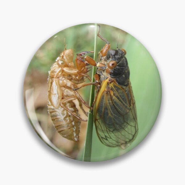 Item preview, reflecting on my former self (cicada) designed and sold by UpTowardTheSky.