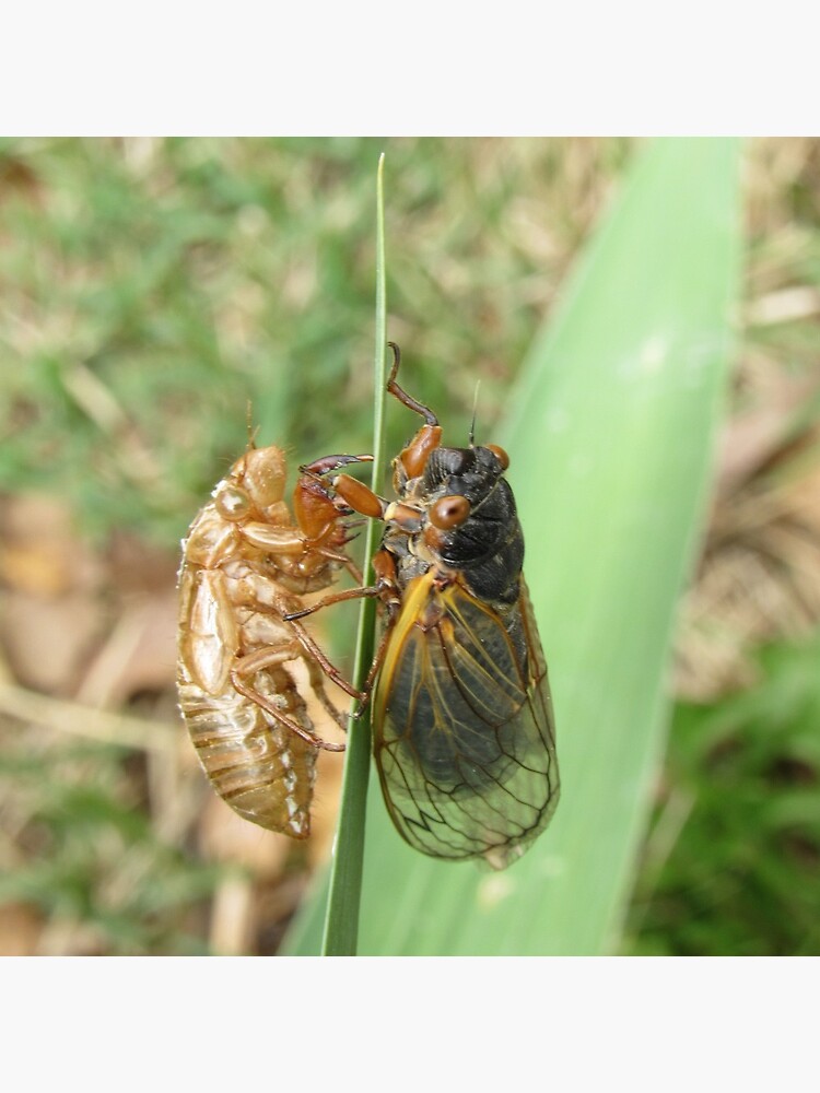 Cicada mirror что это