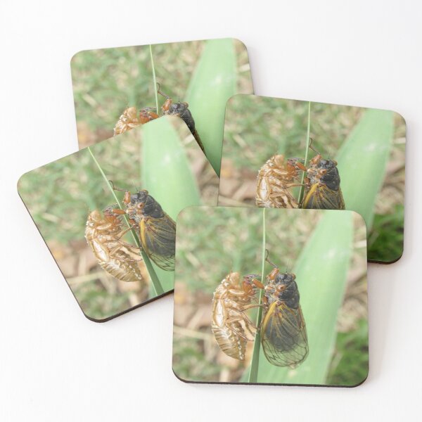 Item preview, reflecting on my former self (cicada) designed and sold by UpTowardTheSky.