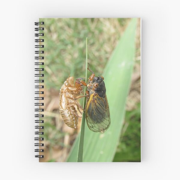 Item preview, reflecting on my former self (cicada) designed and sold by UpTowardTheSky.