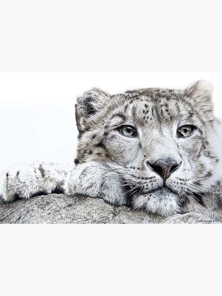 Snow Leopard Drawing by Loren Dowding - Pixels