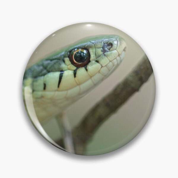 Item preview, Common Garder Snake designed and sold by louisxviphoto.