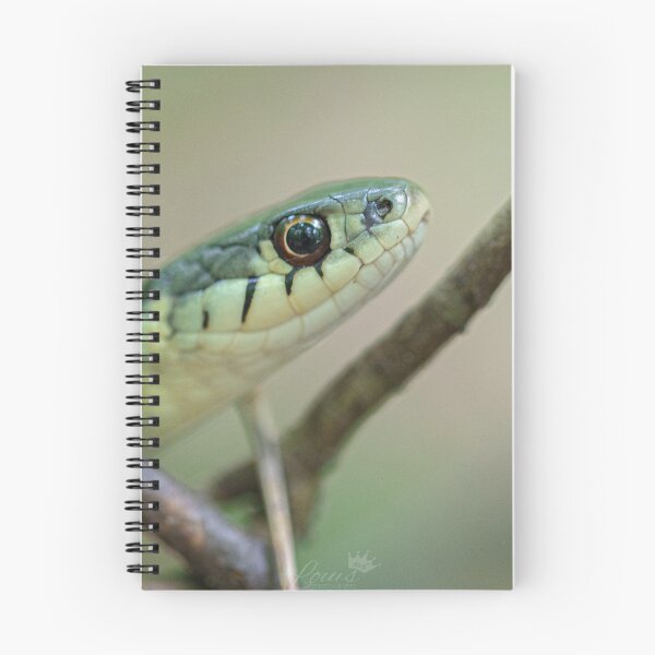 Item preview, Common Garder Snake designed and sold by louisxviphoto.