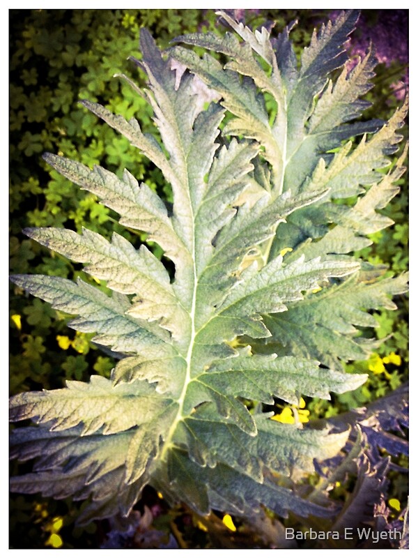 "Artichoke Leaf" by Barbara Wyeth Redbubble