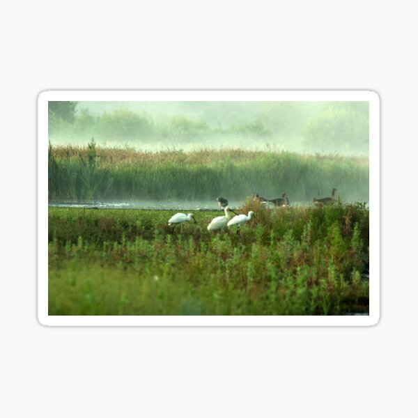 Spoonbills in my backyard Sticker