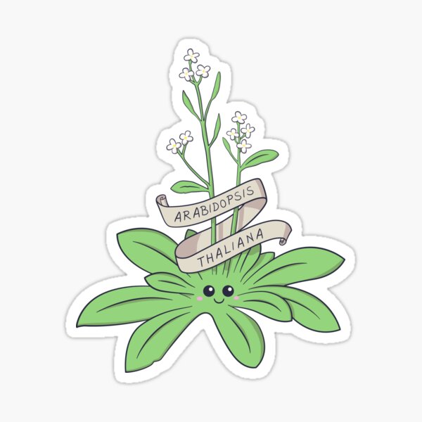 Cute Arabidopsis thaliana plant Sticker