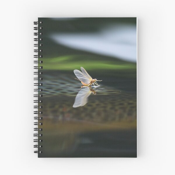 Item preview, Safe designed and sold by oystein rossebo.