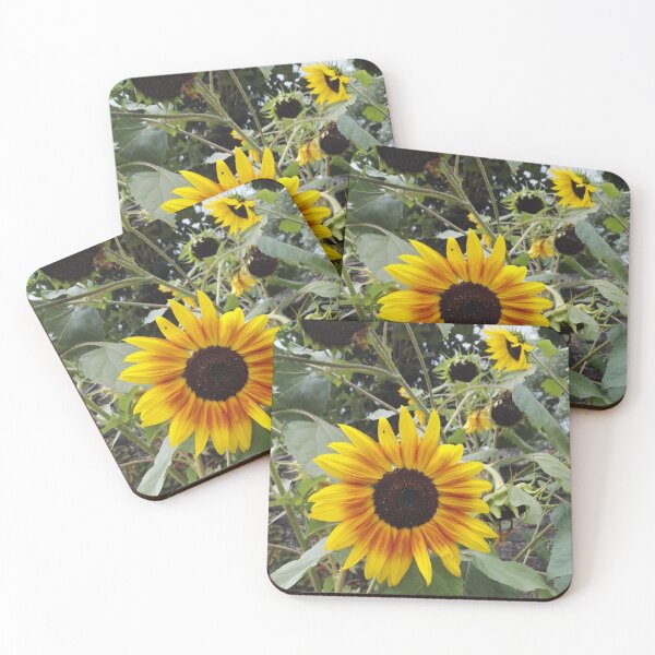 Artikelvorschau, Sonnenblumen-Kracher im Garten entworfen und verkauft von wineandwords.
