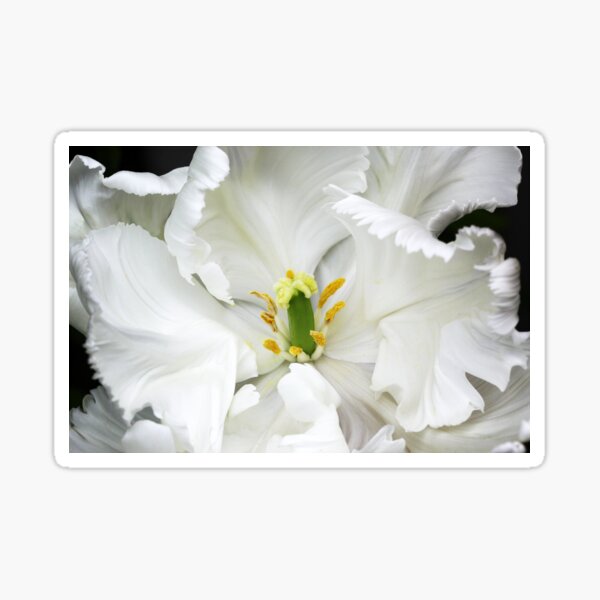White Tulip - Weisse Tulpe Sticker