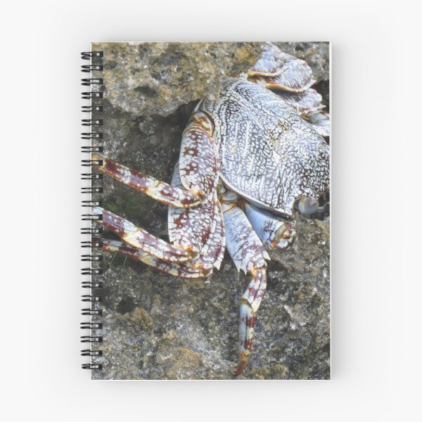 Item preview, Abaco crab designed and sold by MaryAnnEnsz.