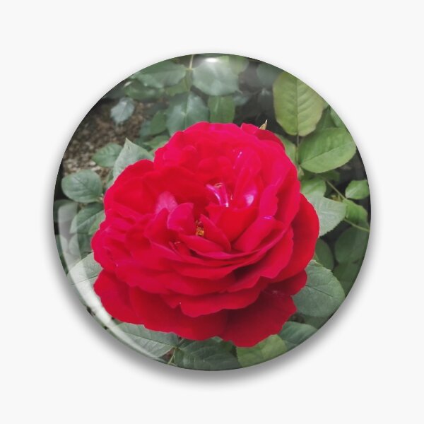 Item preview, Red rose in an English garden centre designed and sold by wineandwords.