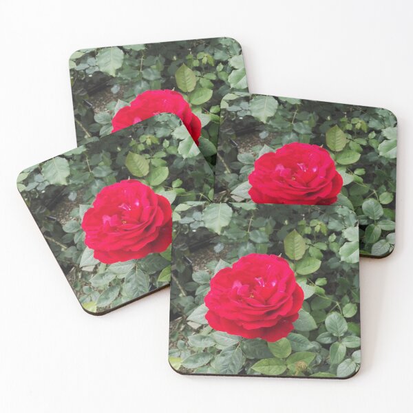 Item preview, Red rose in an English garden centre designed and sold by wineandwords.