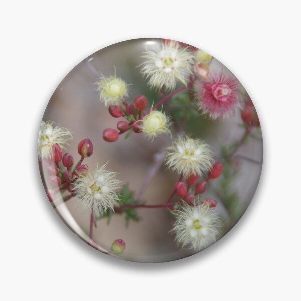 Item preview, Verticordia huegelii  (Variegated Featherflower) designed and sold by lezvee.