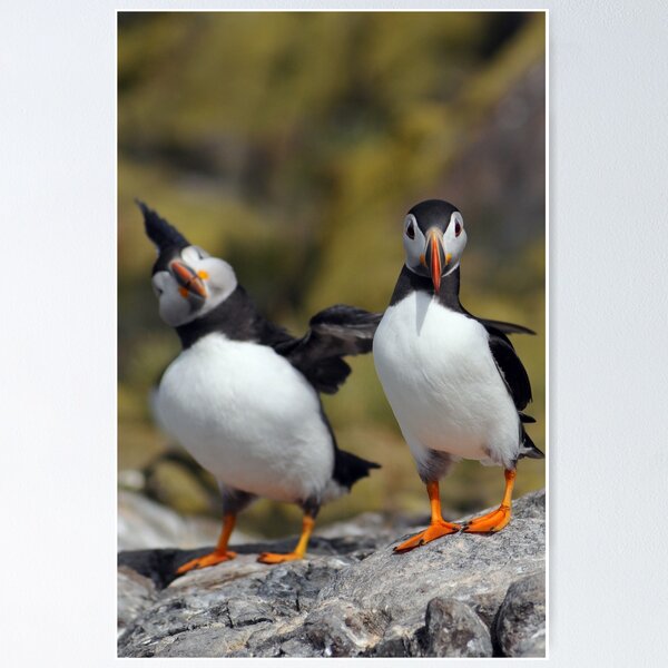 Item preview, Puffins designed and sold by fensnapz.