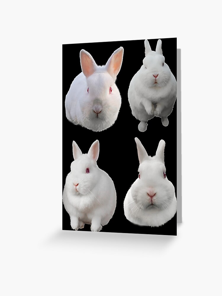 Dwarf fashion albino rabbit