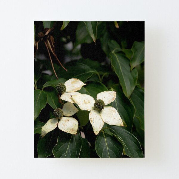 Kouza Dogwood Flowers Canvas Mounted Print